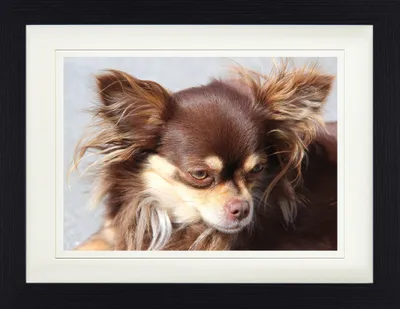 Produktbild von Hunde Gerahmtes Bild Mit Edlem Passepartout | Wand-Bilder | Im Bilderrahmen - Brauner Langhaar Chihuahua (30 x 40 cm)