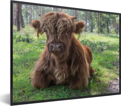 Produktbild von MuchoWow® Gerahmtes Poster Schottischer Highlander - Kröte - Tiere 80x60 cm - Poster mit Schwarzem Bilderrahmen Wandposter Rahmen Foto Bilder - Schwarzem - Mit Gestell