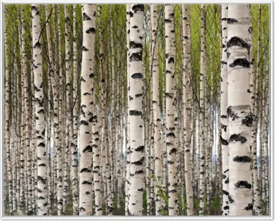 Produktbild von Wallario Wandbild Birkenwald - Baumstämme in schwarz weiß, Größe: 40,30 x 50,30 cm, Poster mit weißem Aluminiumrahmen