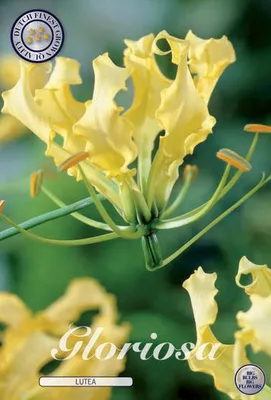 Imagen del producto de Gloriosa lutea (también conocida como "Ruhmeskrone"), variedad "Gelbe Schmucklilie" (Lirio ornamental amarillo). Tamaño: 12/15. Se vende un rizoma