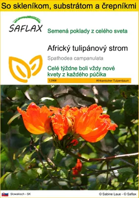 Obrázok produktu pre SAFLAX Kultivačný set - Africký tulipánový strom - Spathodea campanulata - 30 Semená - S mini skleníkom, pestovateľským substrátom a 2 črepníkmi