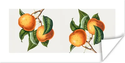Produktbild von MuchoWow® Poster Orange - Blätter - Früchte 40x20 cm - Poster für die Wand - Poster Schlafzimmer