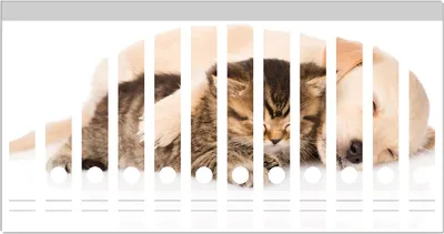 Produktbild von Wallario Ordnerrücken Sticker, selbstklebend für schmale Ordner, 12 Stück, Motiv Katze und Hund in Harmonie - Kuschelnde Tiere