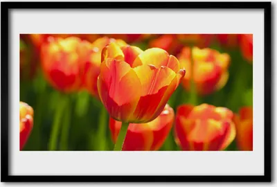 Produktbild von Bild 60x40 MDF-Rahmen Wandkunst Tulpen Blumen Pflanze