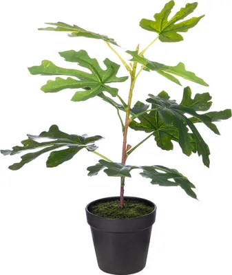 Produktbild von GILDE Getopfte Pflanze, "Feigenbaum", Kunststoff, grün, , H. 45 cm, D. 35 cm 54751