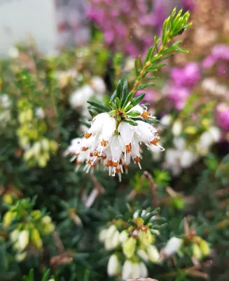 Image de Erica X darleyensis 'Blanche' / Bruyère d'hiver blanche