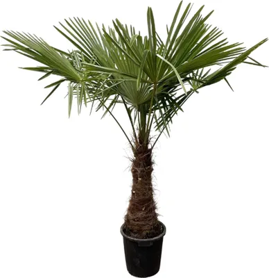 Produktbild von Trendyplants - Trachycarpus Fortuneii - Čínská vějířovitá palma - Výška 225-245 cm - Odolná - Zahradní rostlina - Velikost květináče Ø45cm