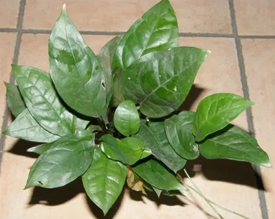 Produktbild von 1 Topf Anubia gigantea, Riesenspeerblatt