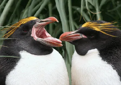 Produktbild von 3 D Ansichtskarte Goldschopfpinguine, Postkarte Wackelkarte Hologrammkarte Tier Pinguine