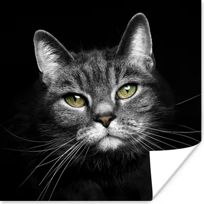 Produktbild von MuchoWow® Poster Haustiere - Katze - Tiere - Schwarz - Weiß 75x75 cm - Wand Dekoration