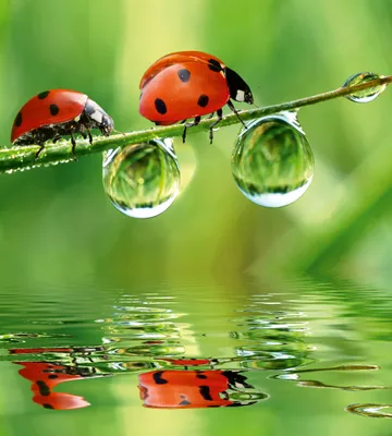 Produktbild von Fototapete - Ladybird 225x250cm - Vliestapete