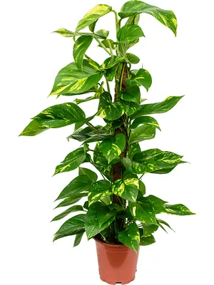 Obrázek produktu pro Nieuwkoop Europe BV Epipremnum Aureum s kokosovou vzpěrou 80 cm, průměr 19 cm
