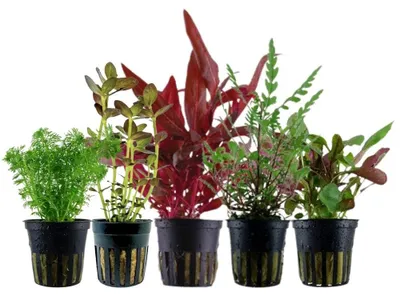 Produktbild von Pflanzen Set mit 5 Mittelgrund Topf Aquarium Wasserpflanzen AquaOne Nr.204
