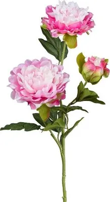 Produktbild von artplants.de Deko Zweig Pfingstrose SLORMEK, rosa-weiß, 65cm - Kunstblumen Pfingstrosenzweig