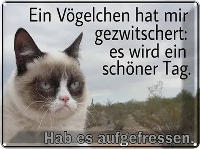 Produktbild von vianmo Blechschild 30x40 cm Katze Vögelschen gezwitschert