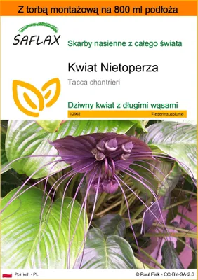 Zdjęcie produktu dla SAFLAX - Garden in the bag - Kwiat Nietoperza - 10 Nasiona - Z podłożem uprawowym w praktycznej, samorozkładającej się torbie - Tacca chantrieri