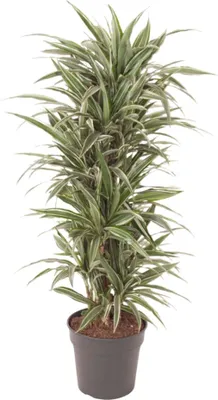 Produktbild von Everyplants Dracaena Warneckei rozvětvená - 140 cm, Ø 31 cm