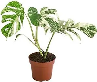 Produktbild von Monstera Deliciosa Variegata 40-50 cm | Seltene Panaschierte Zimmerpflanze | Rarität | Exotische Fensterblatt Pflanze