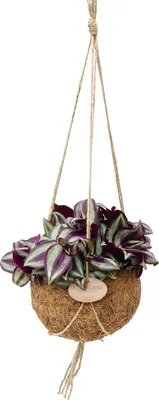Obrázok produktu pre Kokodama - Tradescantia zebrina v závesnom kvetiná?i cocodama - trojfarebný kvet - cca 15cm