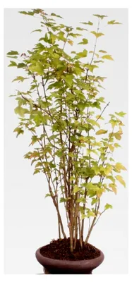 Produktbild von Bonsai - A. buergerianum, Dreispitzahorn, Wald