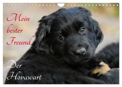 Produktbild von Mein bester Freund - Der Hovawart (Wandkalender 2027 DIN A4 quer), CALVENDO Monatskalender
