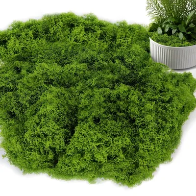 Produktbild von 200 g künstliches Moos zur Dekoration, künstliches Moos zum Basteln, künstliches Dekomoos, Bastelmoos für DIY-Projekte für Wände, Krippen, Aquarien, Krippenmodelle (grün)