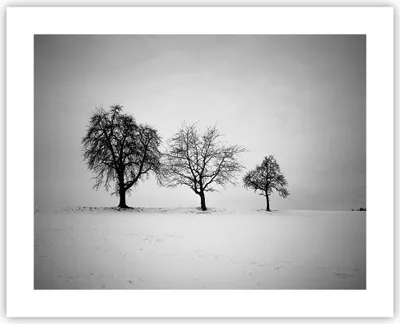 Produktbild von Poster - Poster ohne Rahmen - Winter Bäume Schnee - 50x40 cm - Wand Bild - Wanddeko - Wandbilder - Kunstposter - Wandposter - Bilder - Kunstdruck - Wanddekoration - Wandbild - P2XAA50x40-4958