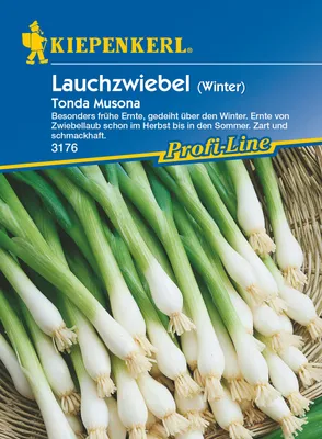 Produktbild von Lauchzwiebel Tonda Musona | Zwiebelsamen von Kiepenkerl