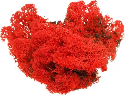 Produktbild von Deko Moos Rot Islandmoos 400g Bastelbedarf Tischdeko Naturmaterial