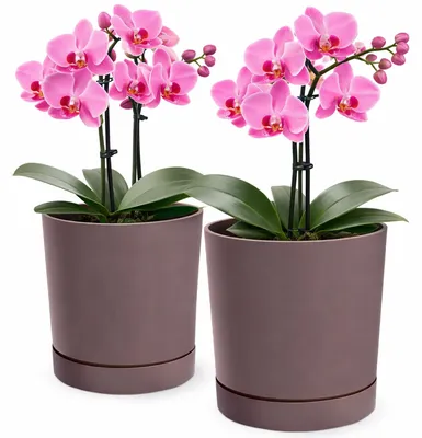 Produktbild von Blumentopf Kunststoff, Ø 24 cm, 2er Set, für große und kleine Pflanzen