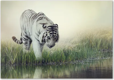 Produktbild von Tulup® Leinwandbild - 100x70 cm - Wandkunst - Drucke auf Leinwand - Leinwanddruck  - Tiere - Weiß - Weißer Tiger