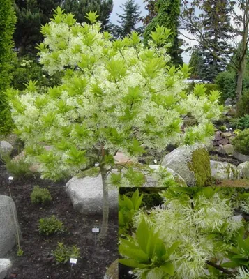 Produktbild von Chionanthus virginicus - Virginischer Schneeflockenstrauch - Schneebaum - Giftesche - 40-60cm - Zierstrauch