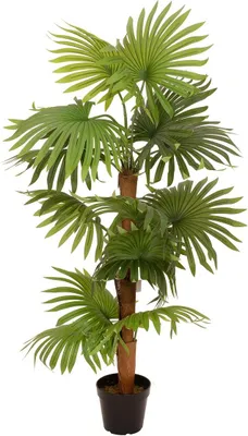 Produktbild von EUROPALMS Fächerpalme, Kunstpflanze, 130cm (82509302)