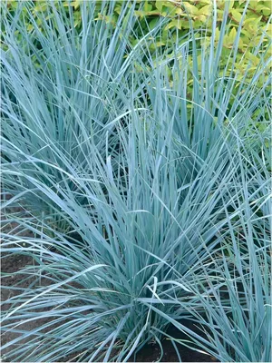 Produktbild von Stauden Gänge 3 x Elymus magellanicus im 1 Liter Topf - Magellan-Gras/Blaugras - außergewöhnliche blaue Färbung
