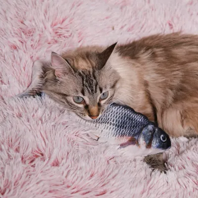 Image de Jeu Interactif Poisson Pour Animaux2