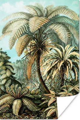 Produktbild von MuchoWow® Poster Palme - Ernst Haeckel 40x60 cm - Plakate für die Wand - Poster Babyzimmer