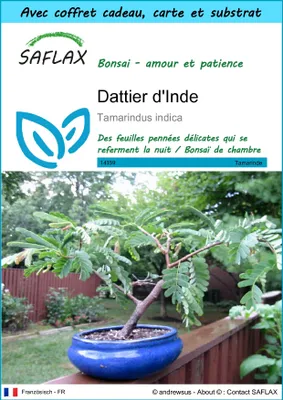 Image de SAFLAX Ensemble-cadeau - Dattier d'Inde - 4 graines - Tamarindus