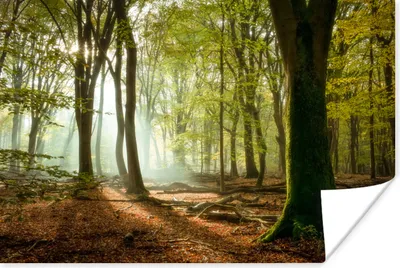 Produktbild von MuchoWow® Poster Wald - Sonne - Jahreszeiten - Landschaft 120x80 cm - Bilder