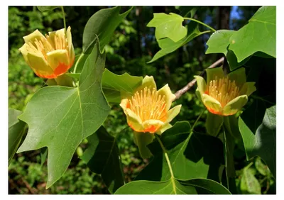 Produktbild von Tulpenbaum Liriodendron tulipifera Pflanze 5-10 cm