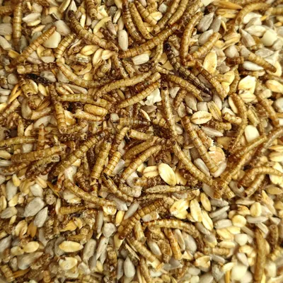 Immagine prodotto di Mangime per uccelli selvatici 20 kg Deluxe con vermi della farina, senza guscio