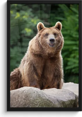 Produktbild von MuchoWow® MuchoWow® Gerahmtes Poster Wald - Bär - Steine 40x60 cm - Poster mit zchwarzem Bilderrahmen - Papierdruck - Wandbilder