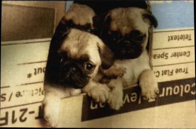 Produktbild von Fußmatte Möpse Hund Fußabtreter Hunde Bodenmatte