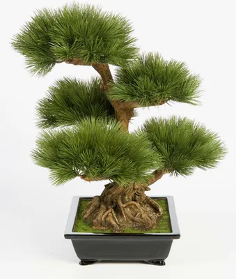 Produktbild von artplants.de Künstlicher Bonsai Pinie in Bonsaischale, 125 Nadelzweige, 70cm - Kunstbonsai - Dekobaum