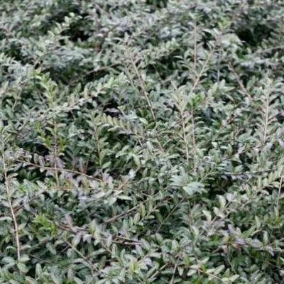 Obrázok produktu pre 10 kusov myrtu trpasličieho (Lonicera pileata) | výška 30-40 cm, bez koreňového balu