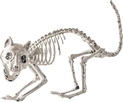 Produktbild von Halloween-Skelett-Tierdekoration, gruseliger Katzen-/Hunde-/Vogel-/Ratten-/Ziegenkopf, Kunststoffknochen für Hof, Friedhof, Halloween-Dekor