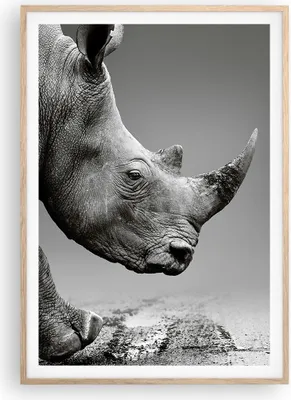 Produktbild von Gerahmtes Poster - Rahmen in heller Eiche - Nashorn Monochrom Tier - 70x100 cm - Wand Bild - Wanddeko - Wandbilder - Kunstposter - Wandposter - Bilderrahmen - Bilder - Kunstdruck - P2NPA70x100-4954