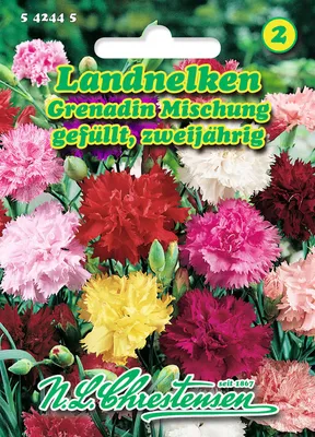 Produktbild von Landnelke Grenadin Mischung | Nelkensamen von N.L. Chrestensen