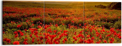Produktbild von Bild auf Leinwand - Leinwandbild - Mohn Blume Wiese - 150x50cm - Wand Bild - Wanddeko - Wandbilder - Leinwanddruck - Bilder - Kunstdruck - Wanddekoration - Leinwand bilder - Wandkunst - CA150x50-3643