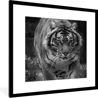 Produktbild von MuchoWow® Gerahmtes Poster Tiger - Gras - Wilde Tiere 40x40 cm - Poster mit Schwarzem Bilderrahmen Wandposter Rahmen Foto Bilder - Poster - Plakat im Rahmen