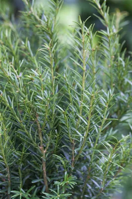 Produktbild von Taxus baccata 'Renke's Kleiner Grüner', Eibe, kompakt, 20–30 cm
